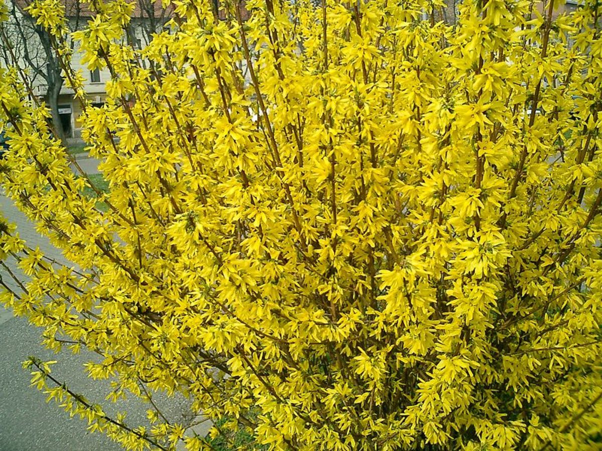 how-to-grow-forsythia-for-spring-color