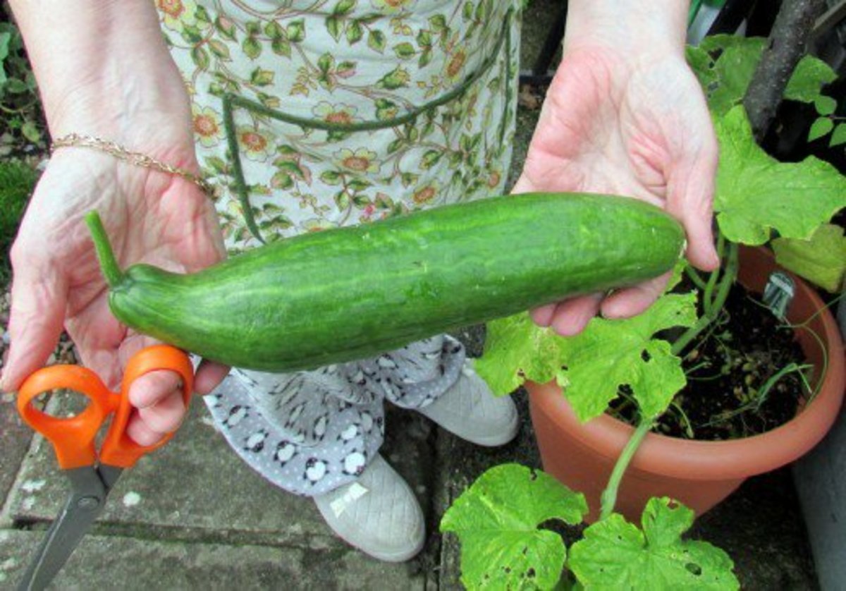 Learn how to grow cucumbers like this in pots