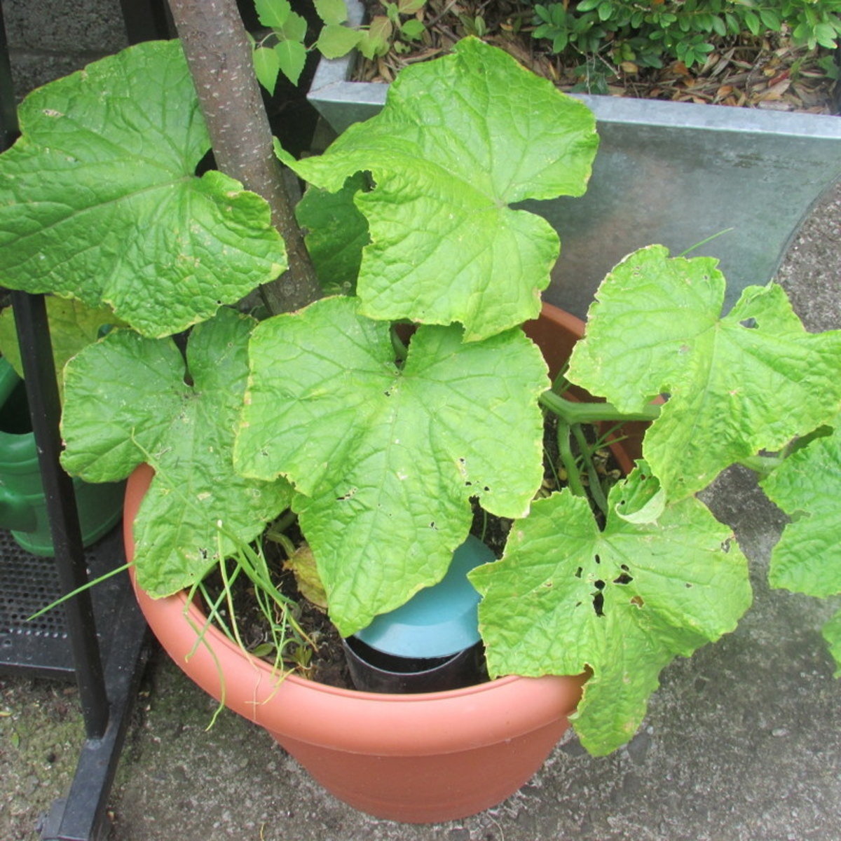 How to grow Cucumbers in pots