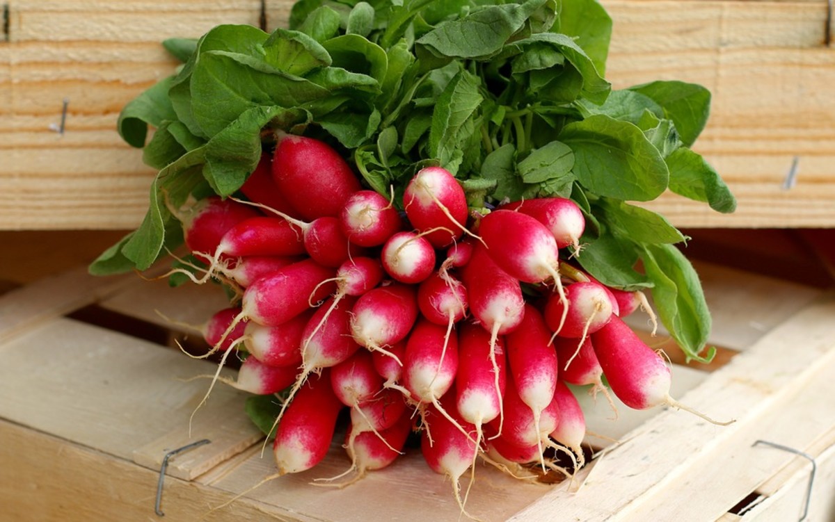 French Breakfast Radishes are a popular variety