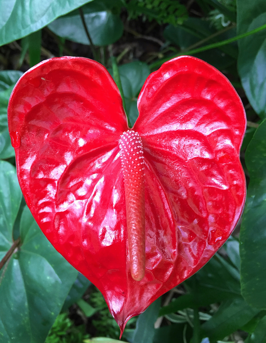 Flowers for Love: 12 Red Flowers of Hawaii
