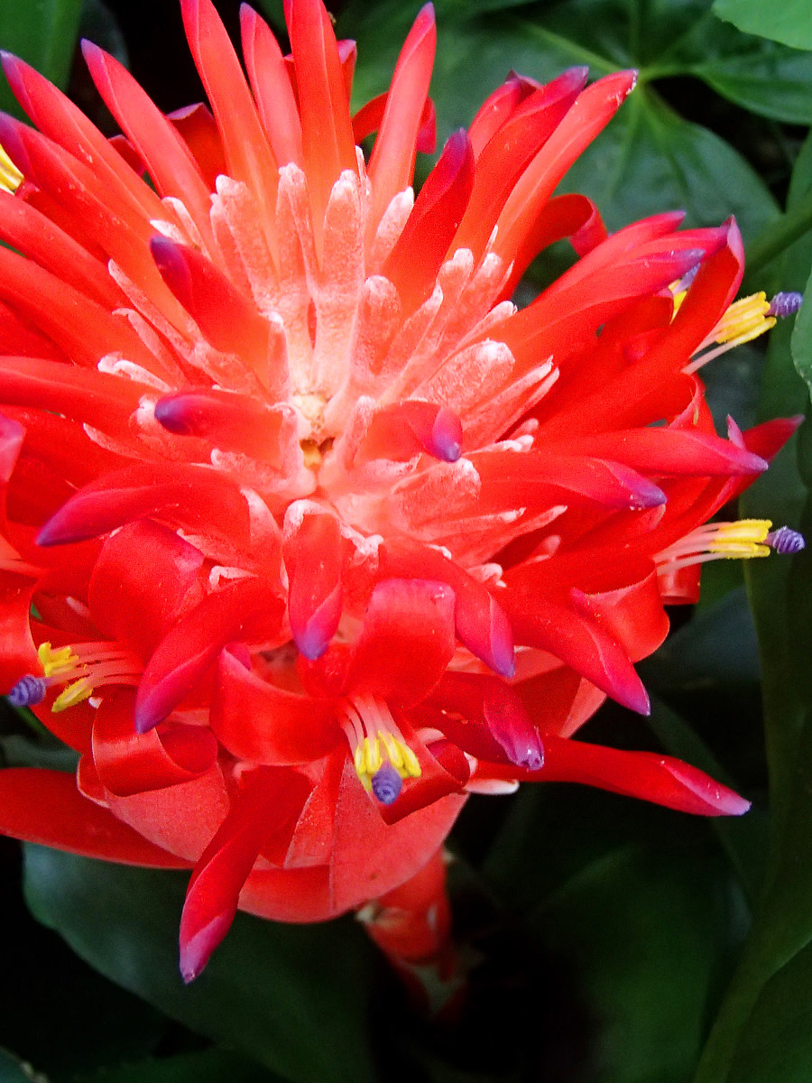 Flaming Torch Bromeliad flower.
