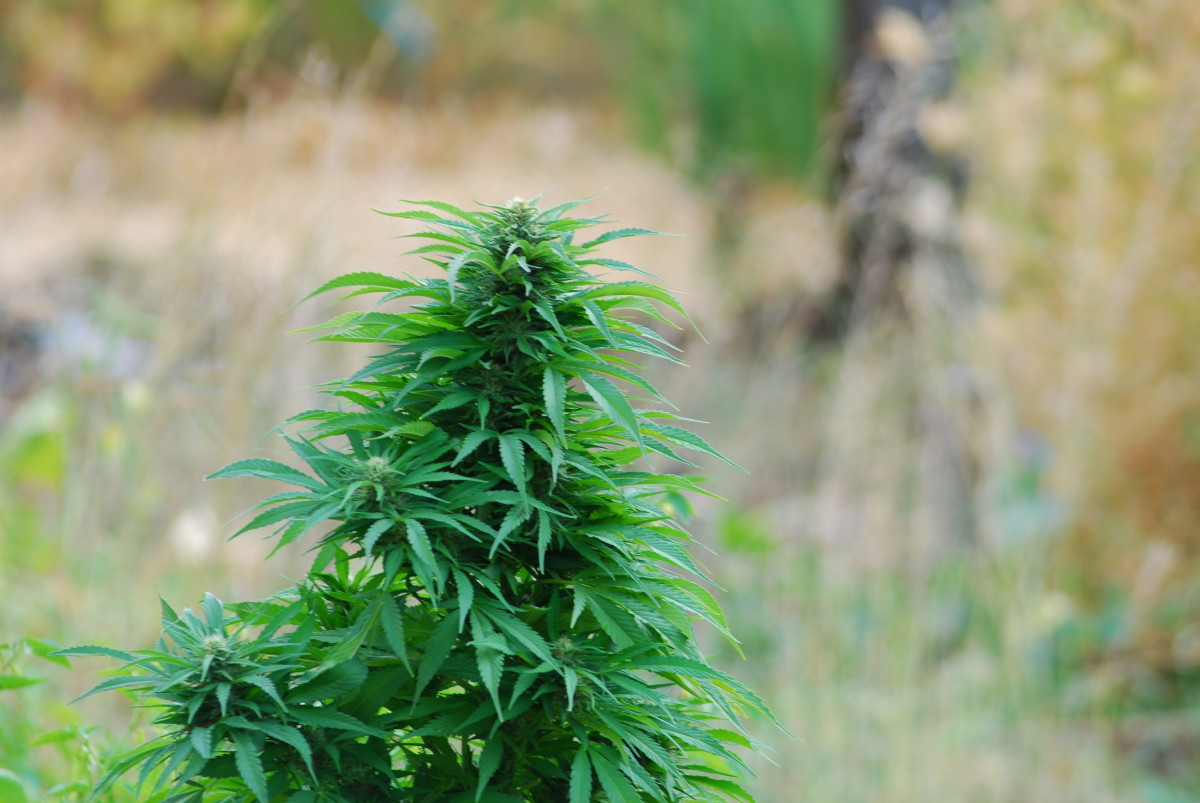 An outdoor cannabis plant.