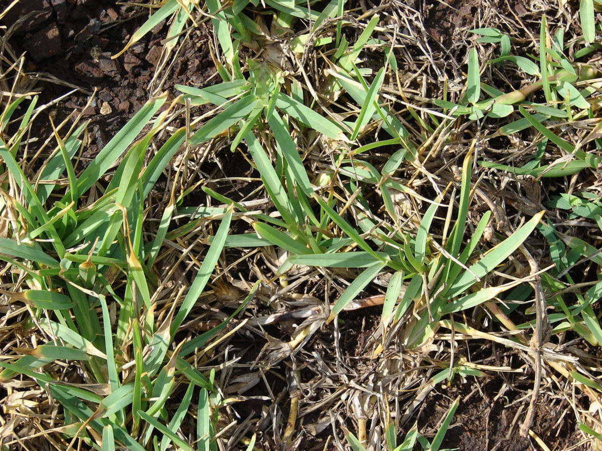 How To Care For St Augustine Grass Dengarden