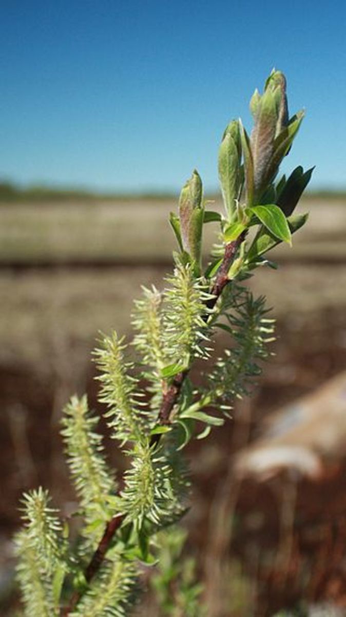 How To Grow Pussy Willows A Native Plant Dengarden 