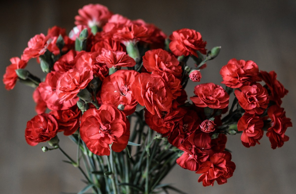 Red carnations signify admiration.