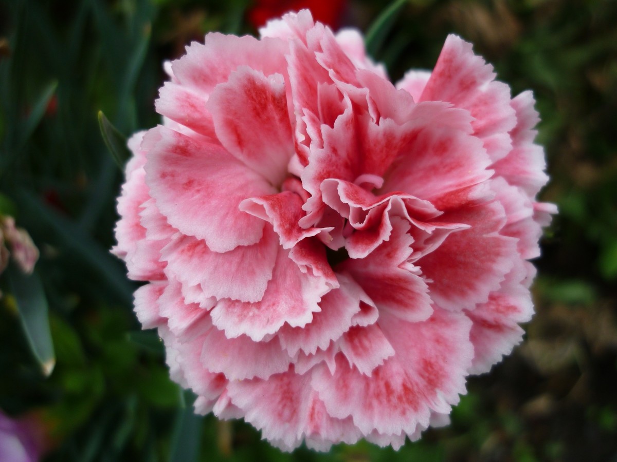 Pink carnations signify gratitude.