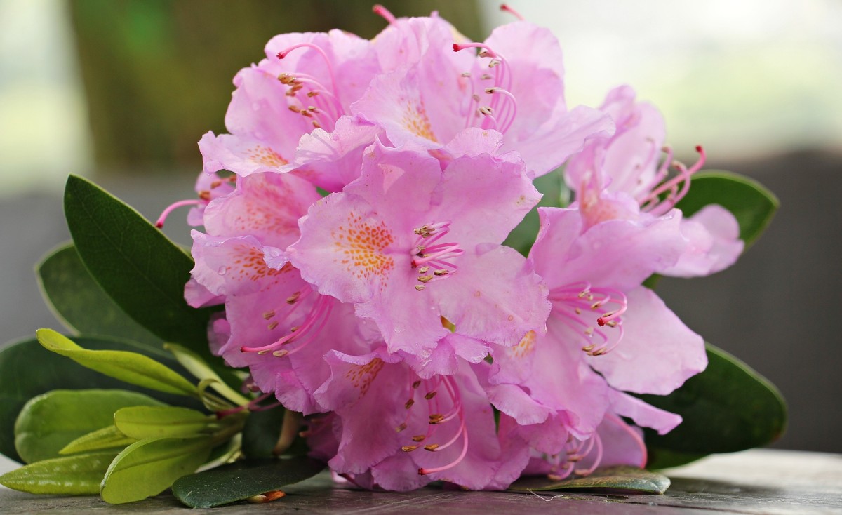 How to Care for Azaleas in Your Garden