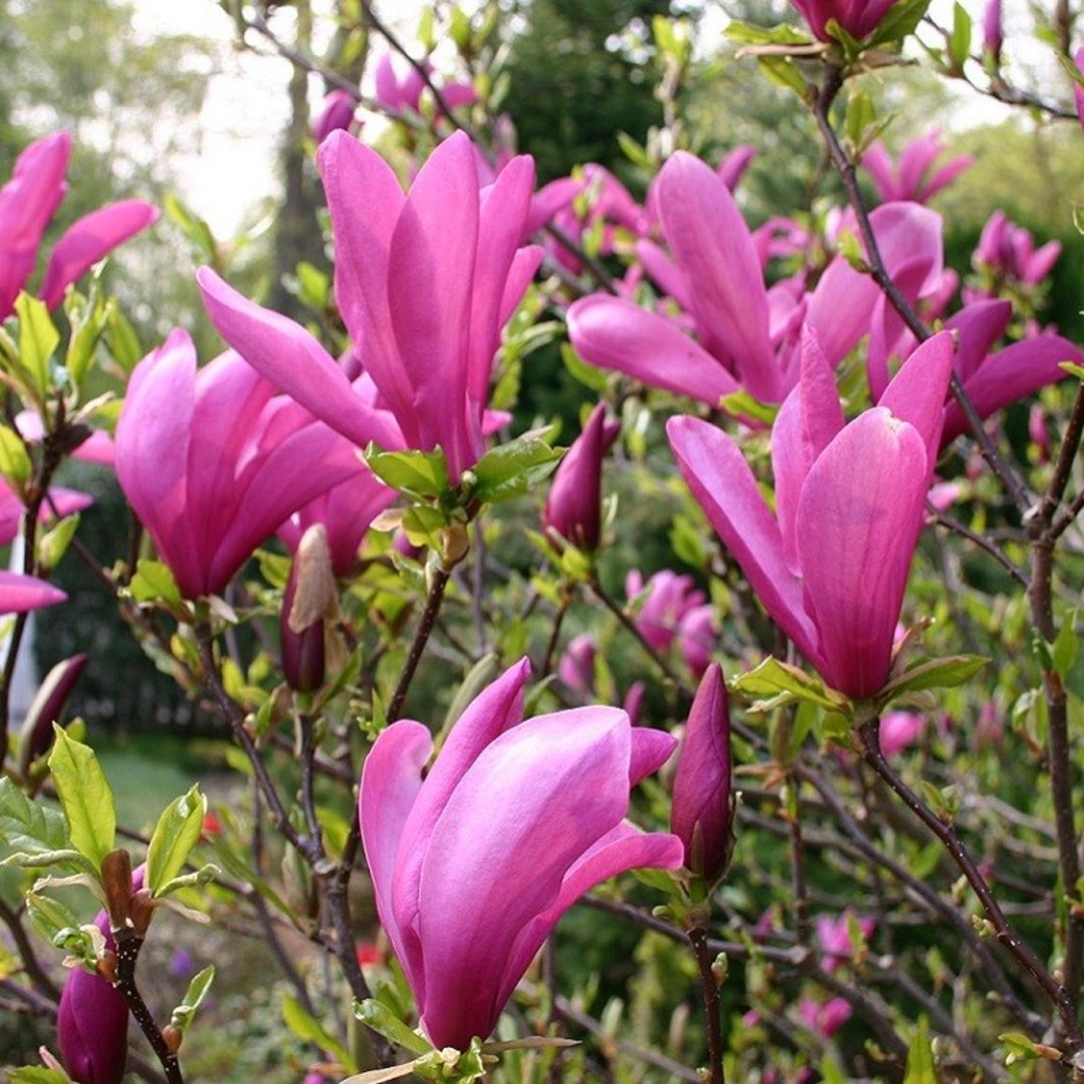 Tuliptree magnolia flower