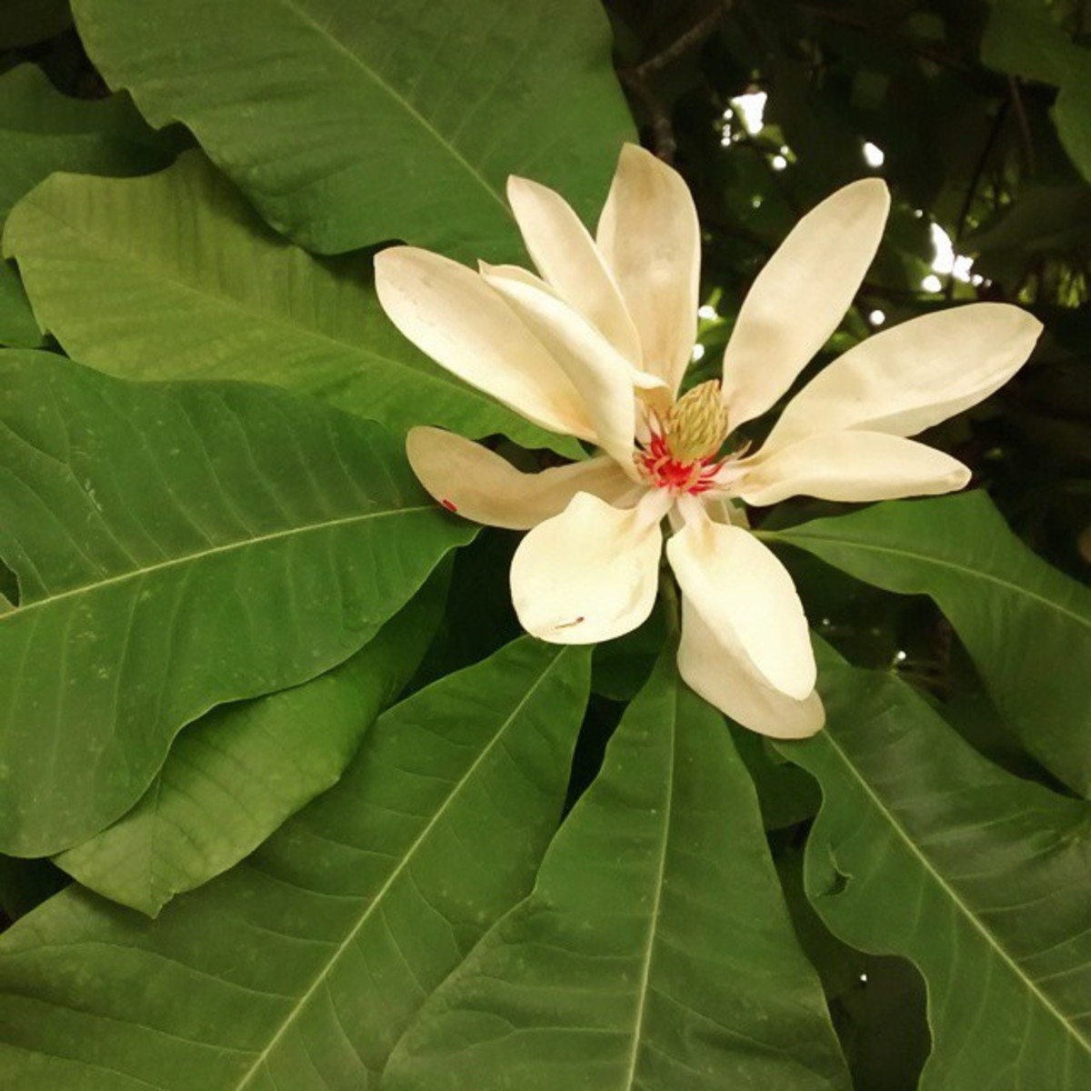 Umbrella magnolia tree flower