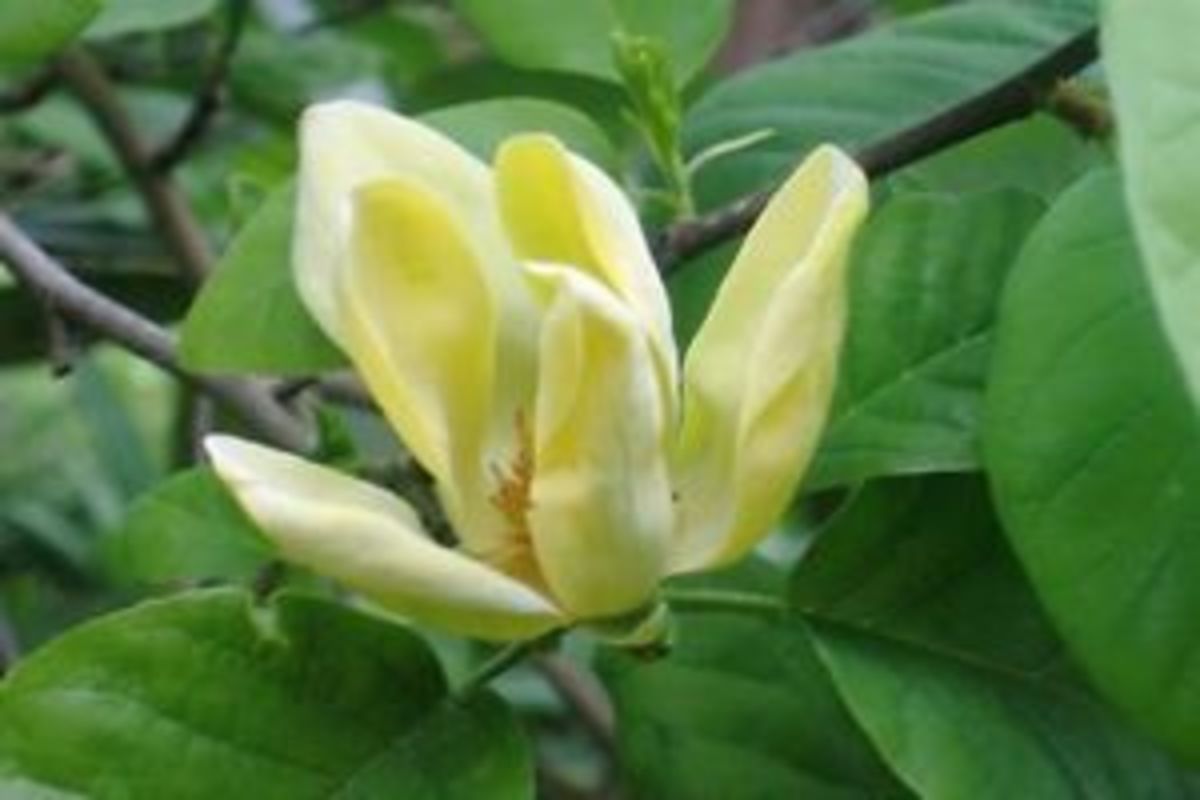Cucumber tree magnolia flower