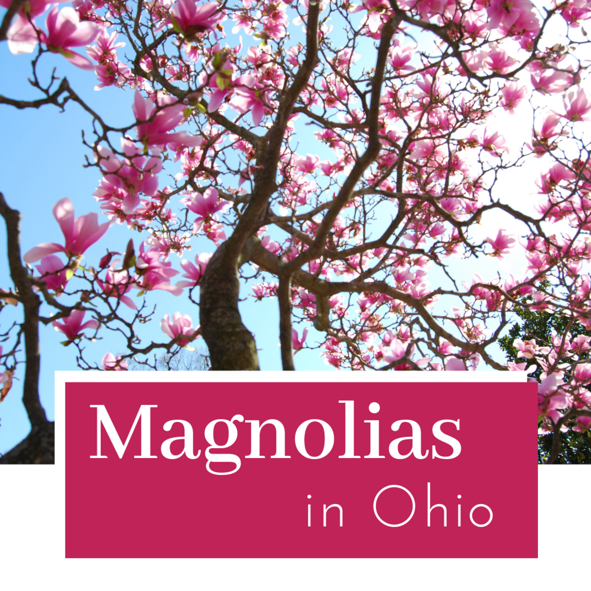 Magnolia species in Ohio
