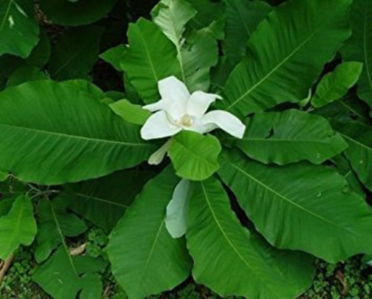 Bigleaf magnolia tree bloom