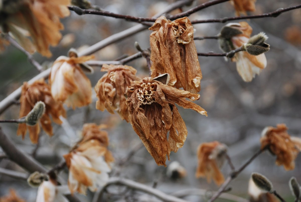 Ohio’s Blooming Magnolia Trees Dengarden