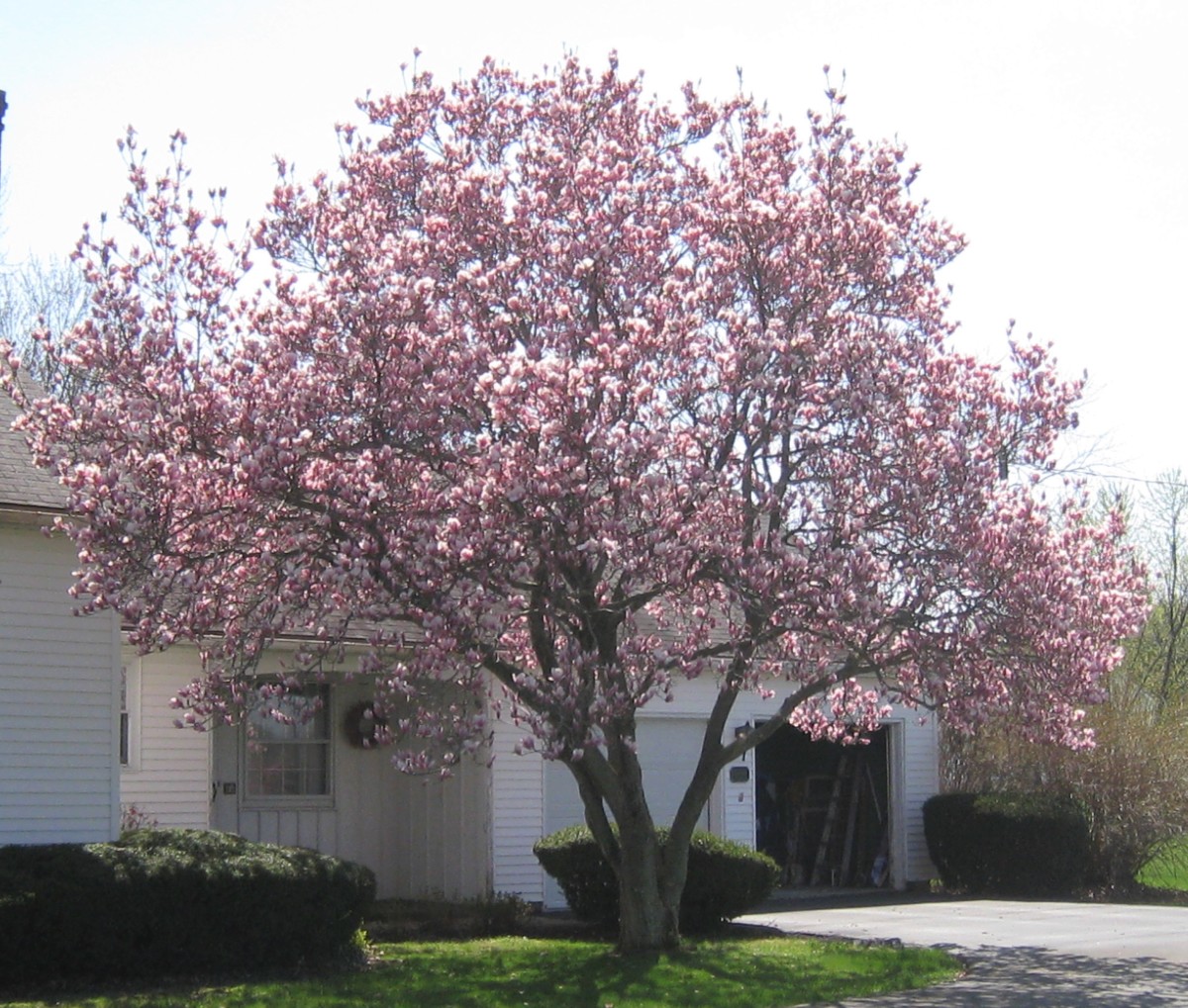 ohios-blooming-magnolia-trees