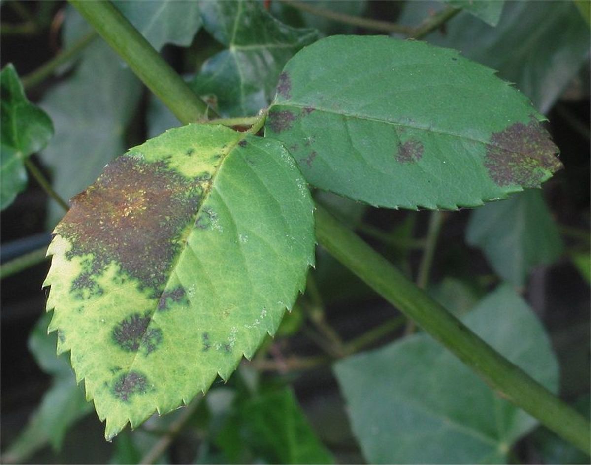Here the disease is spreading and will eventually cover the entire leaf causing it to die.