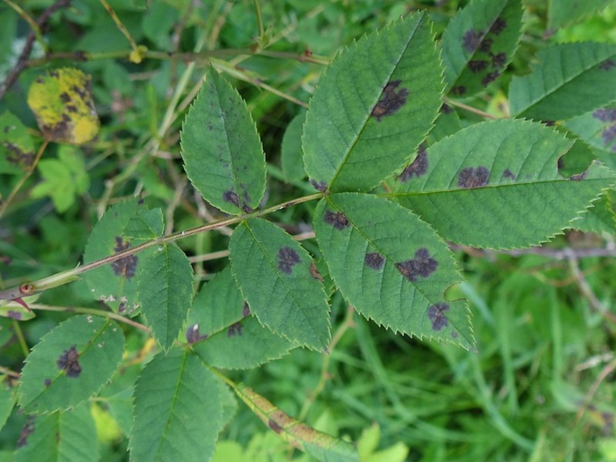 First signs of a black spot infection.  Remove these leaves immediately.