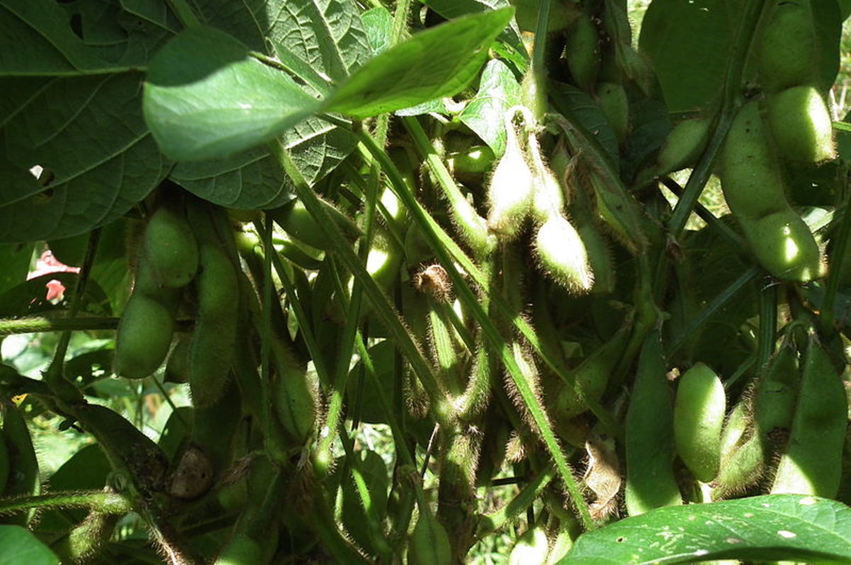 The pods grow in bunches and ripen all at once