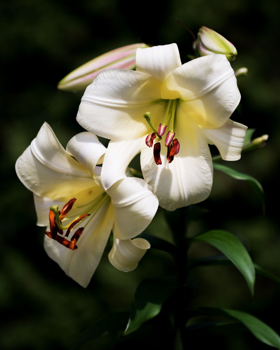 The Easter lily symbolizes purity and grace.