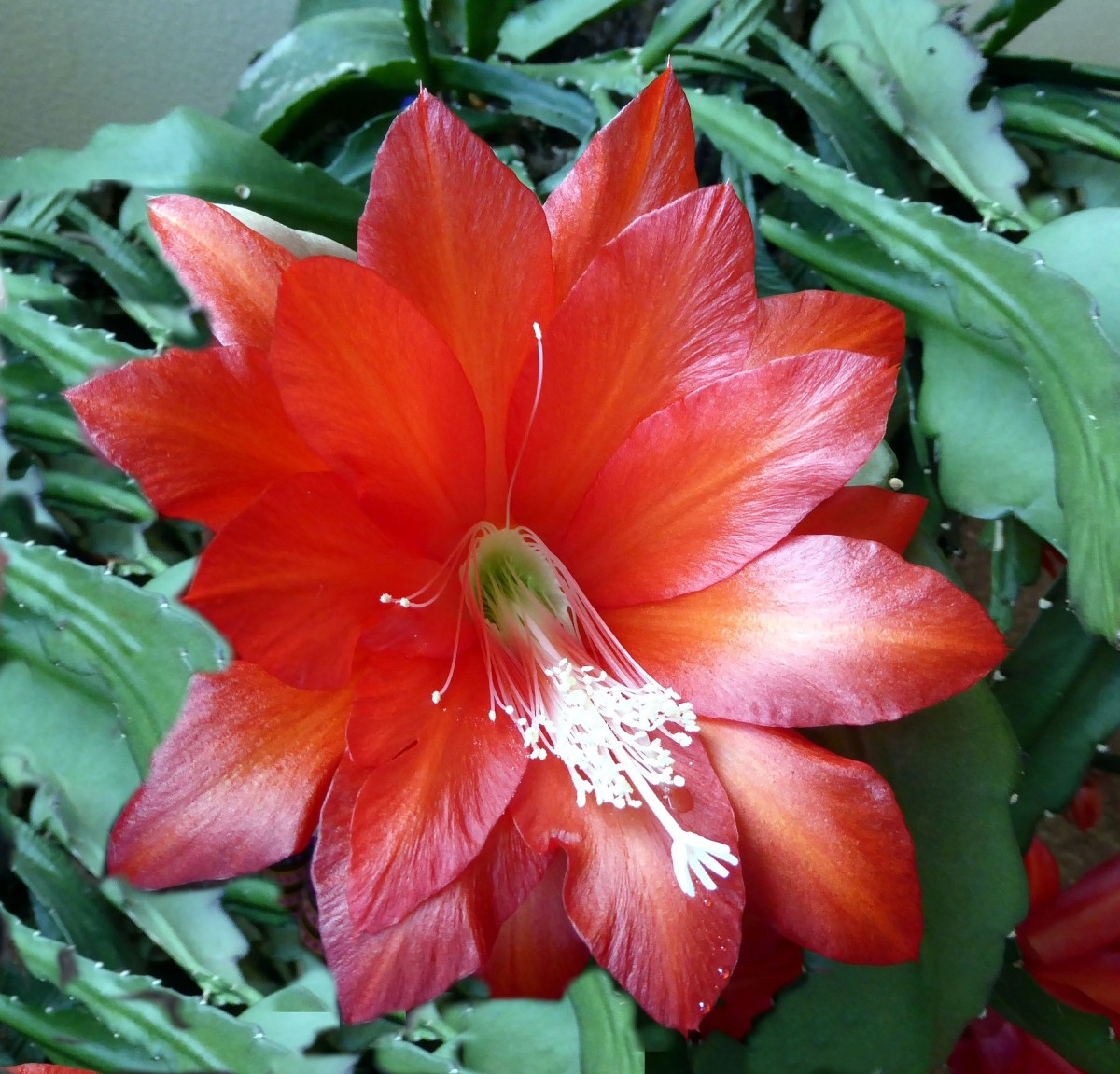A showy red spring cactus bloom.