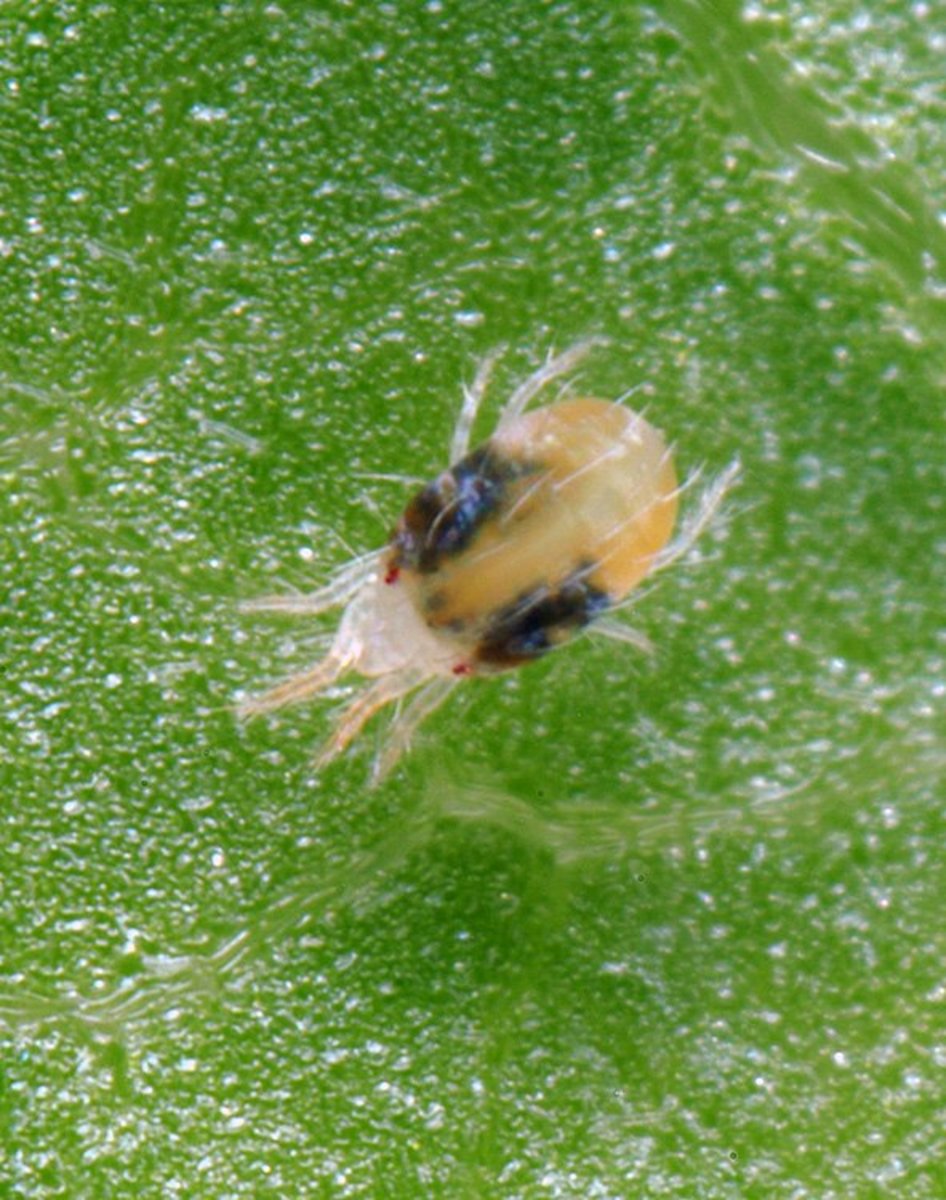 How to Get Rid of Spider Mites