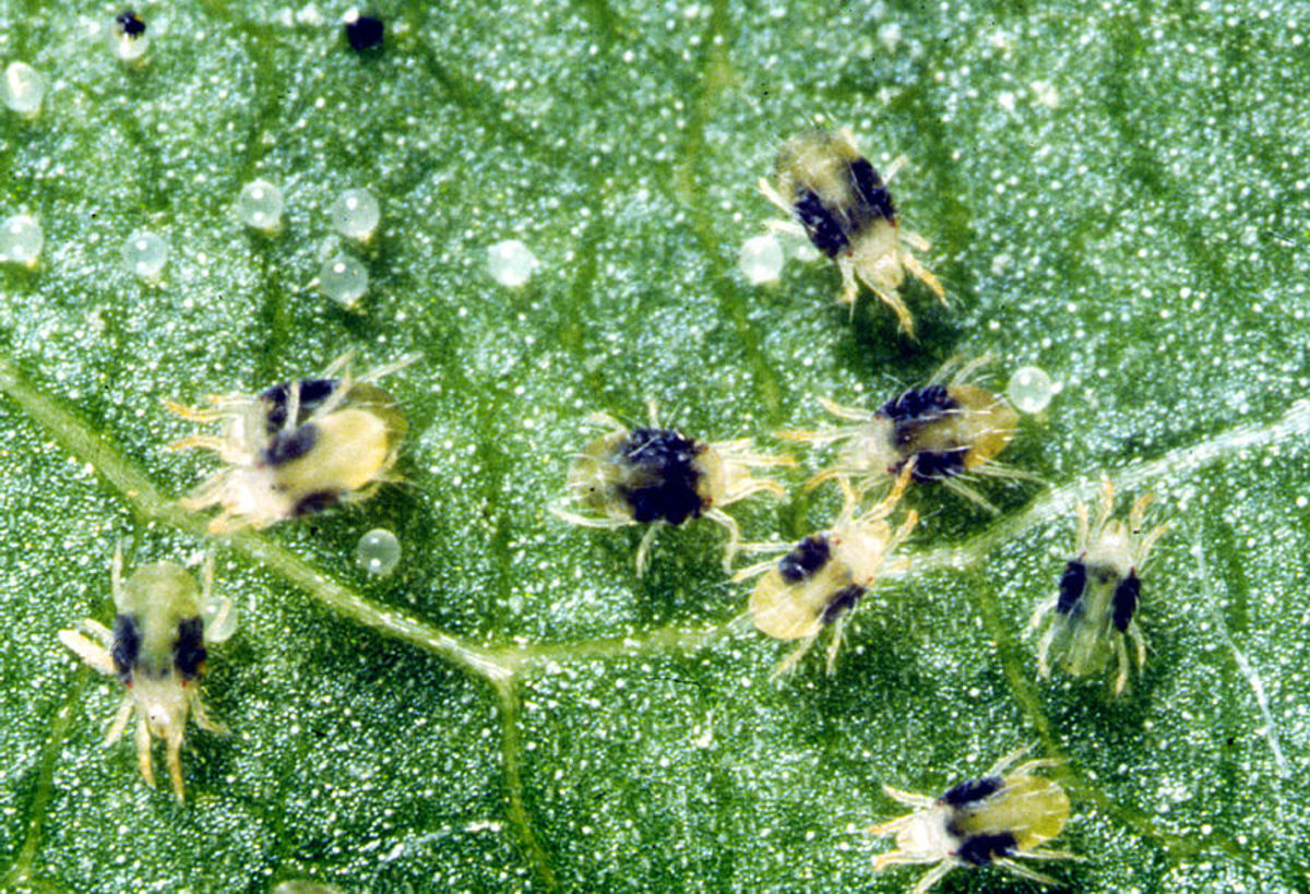 Spider Mites and Eggs
