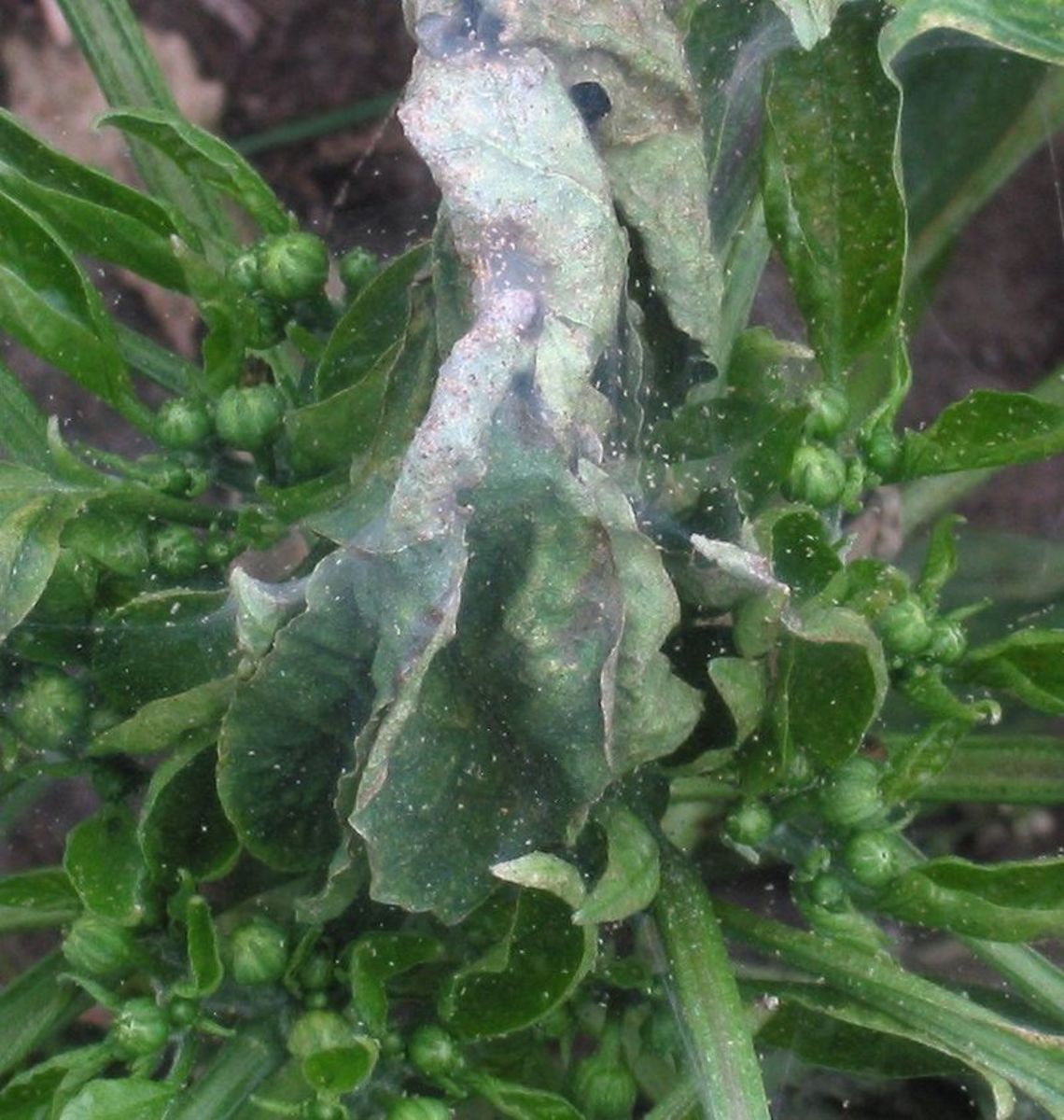 Curled leaves and webs are another indication of a spider mite infestation