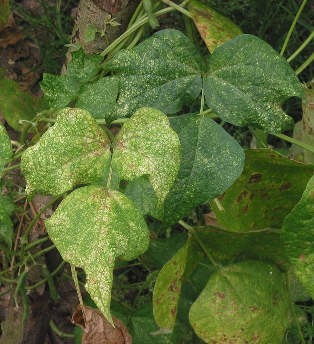 Yellow spots on your plants are a good indication that spider mites have taken up residence on the undersides of the leaves.