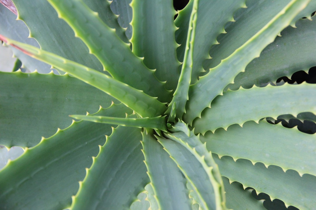 The spines on an aloe vera leaf deter animal predators.