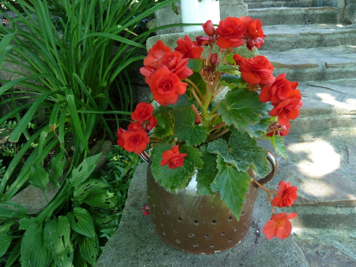 Begonia care is easy with a few simple tips.