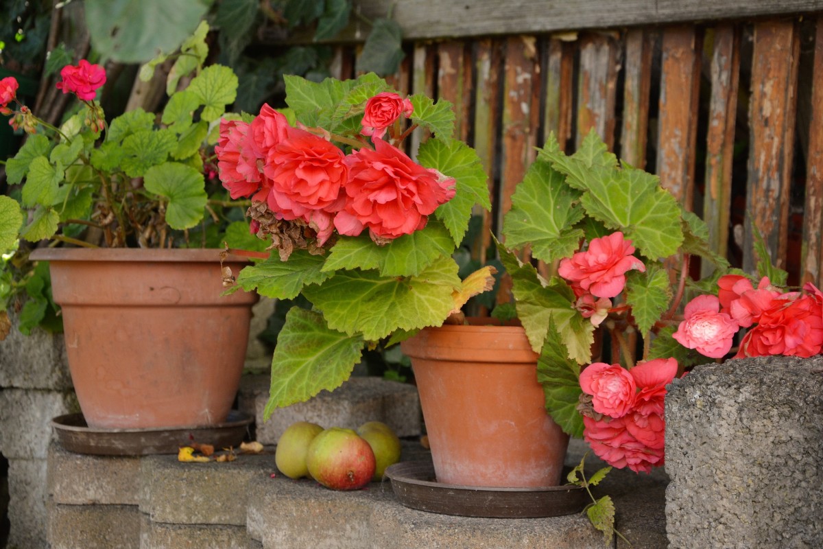 Plant begonias in containers for visual appeal and mobility.