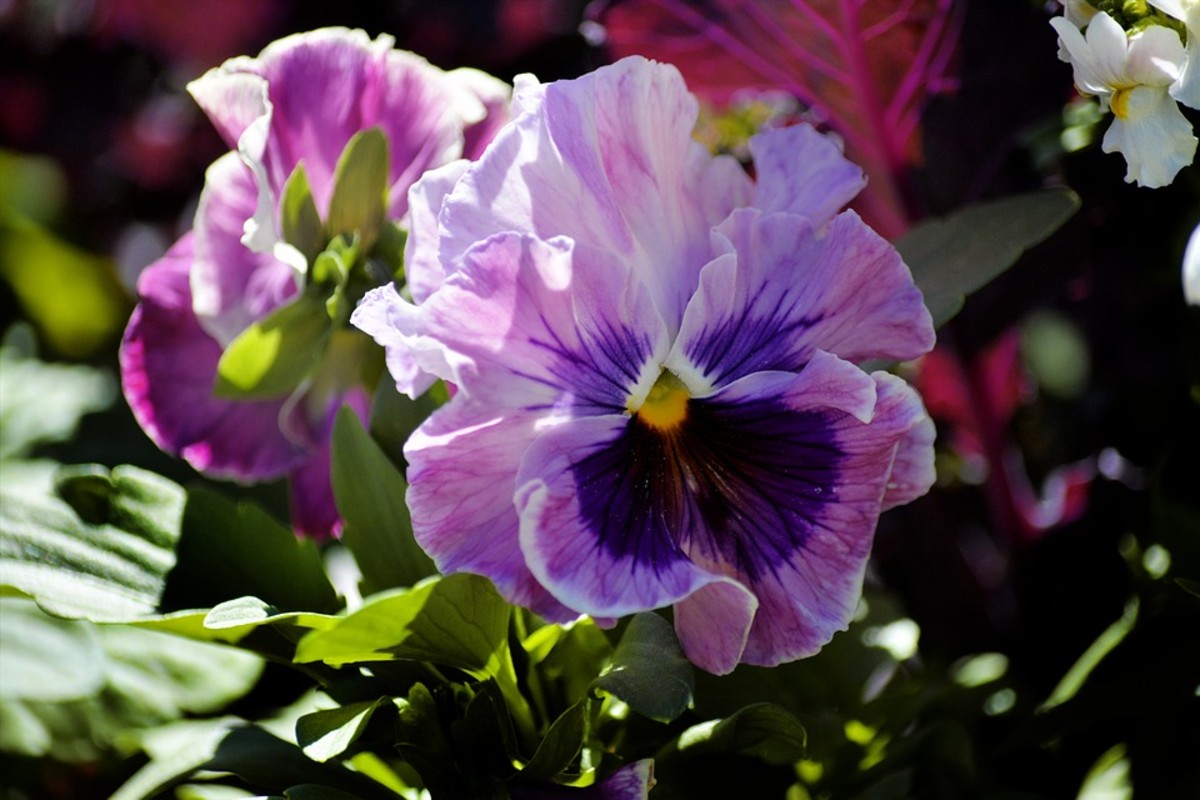 How to Grow Pansies for Spring or Fall Color Dengarden