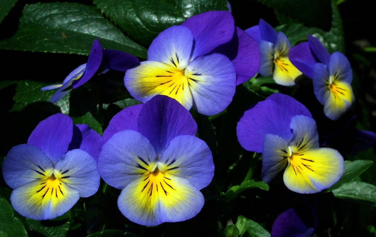 Plant pansies for a pop of color in the colder seasons.