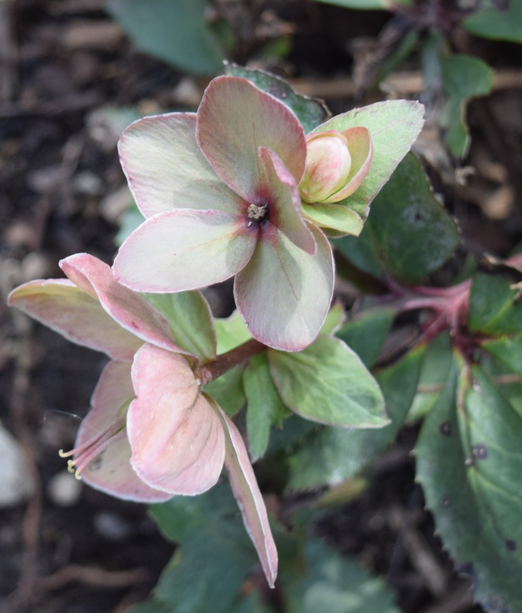 Hellebore flowers are early bloomers.