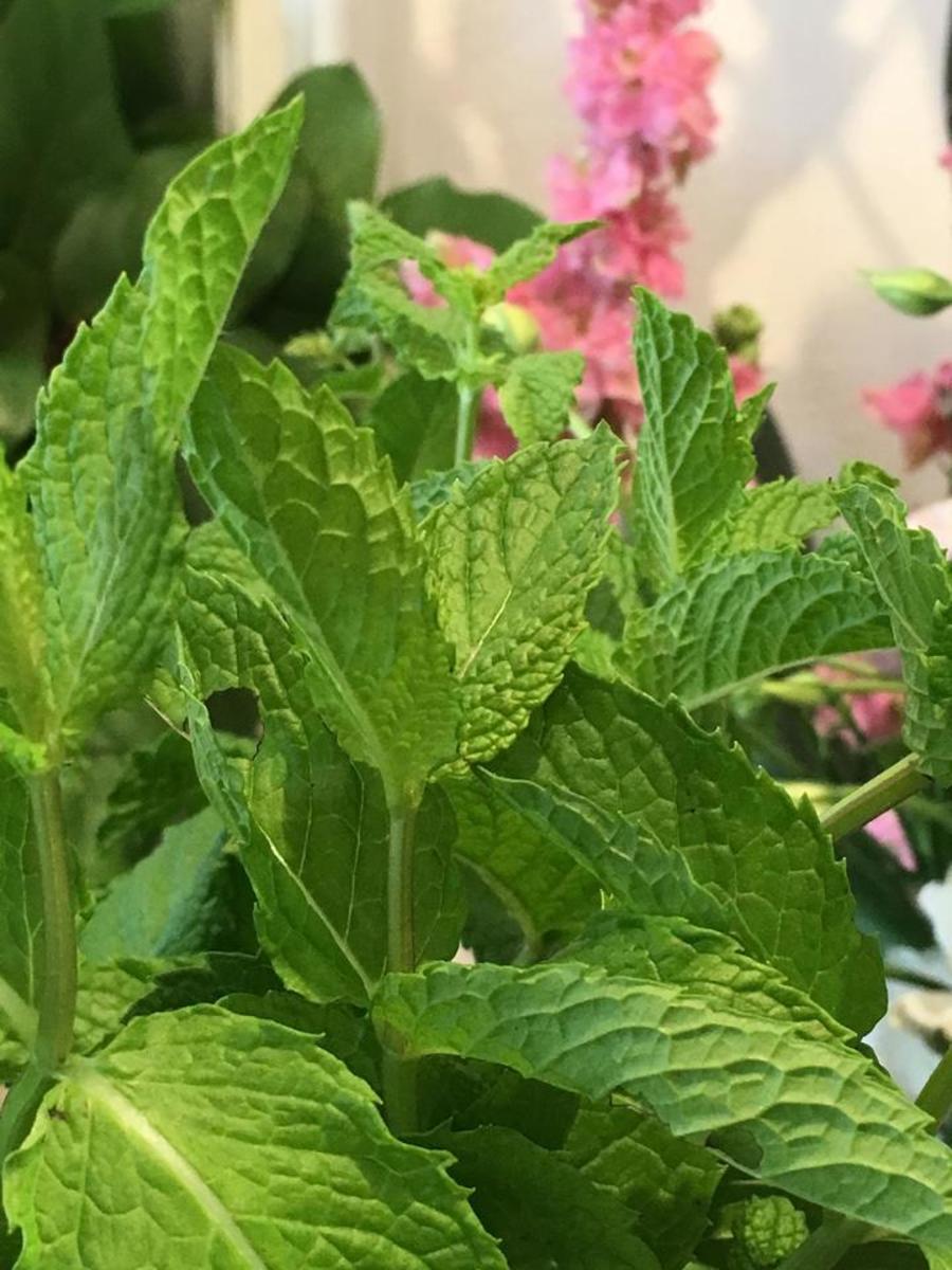 Mint has a pleasant aroma, strong flavor, and can be used in teas.