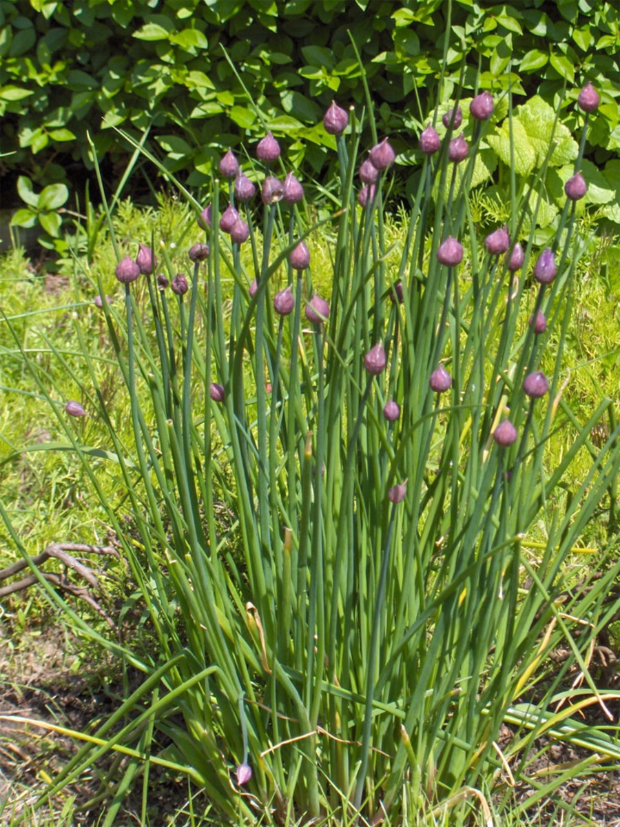 Chives add a mild onion flavor to dishes. The flowers of chives are edible and can be used for salads.