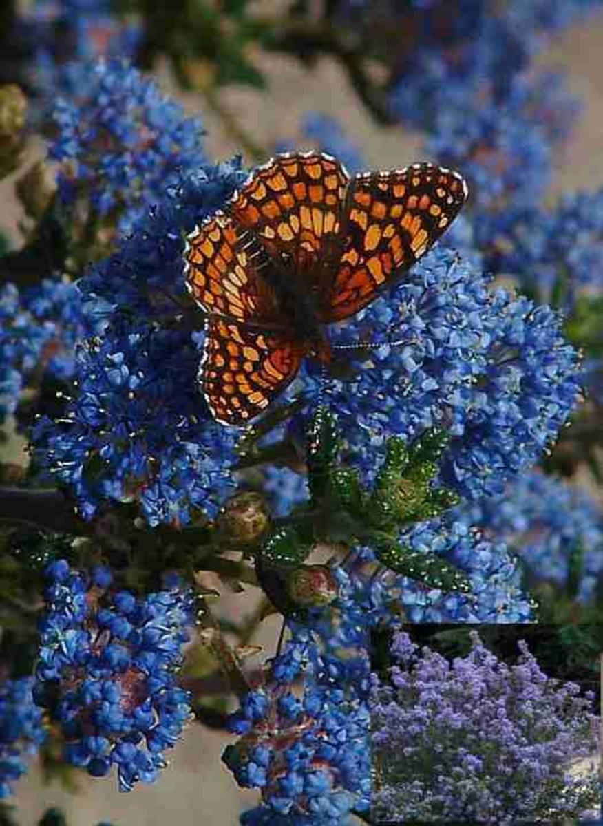 The ceanothus Julia Phelps shrub is a magnet for butterflies with its showy dark blue-purple flowers.  The entire plant appears purple in the spring as the flowers emerge and it can reach heights up to six feet.