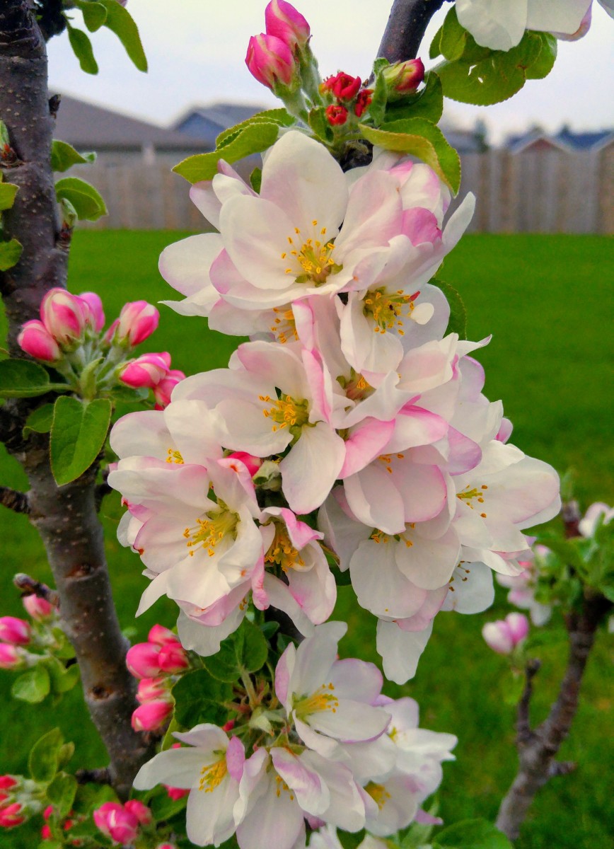 A Beginner's Guide to SmallScale Homesteading Dengarden