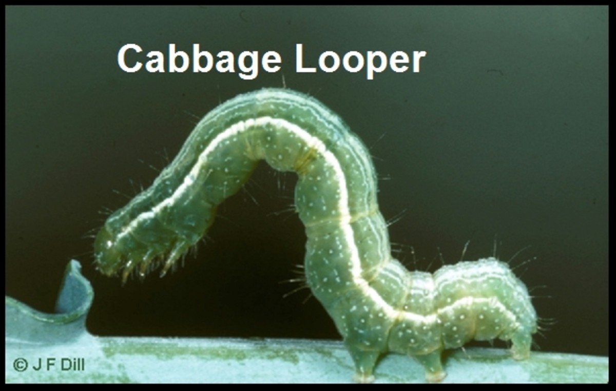 Cabbage looper