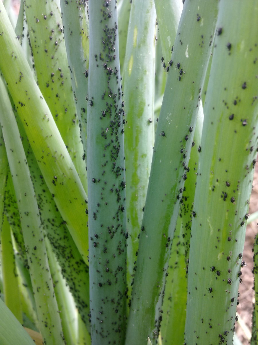 Black aphids on onion stalks