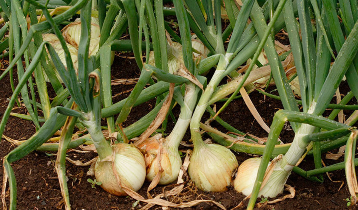 Growing Onions in Ohio Dengarden