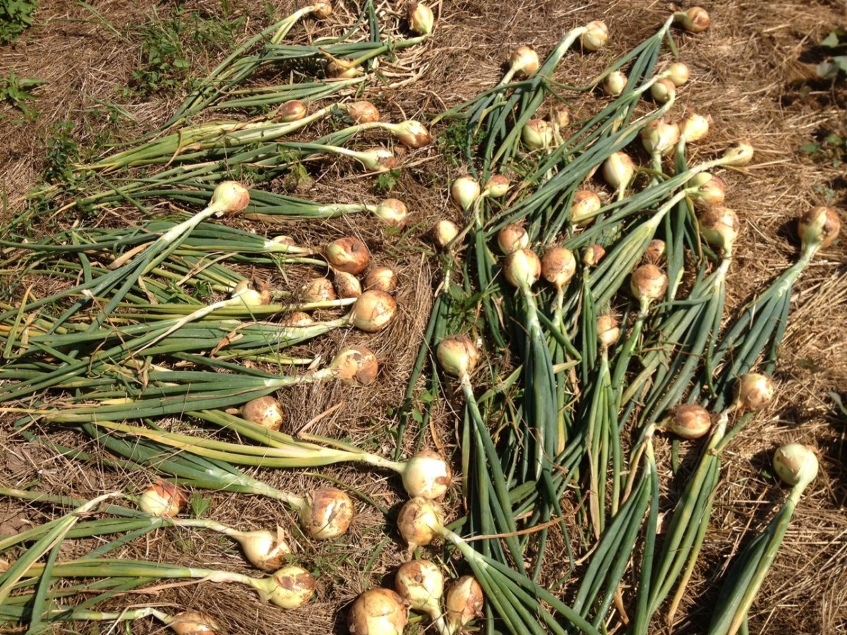 Harvest scallions early!