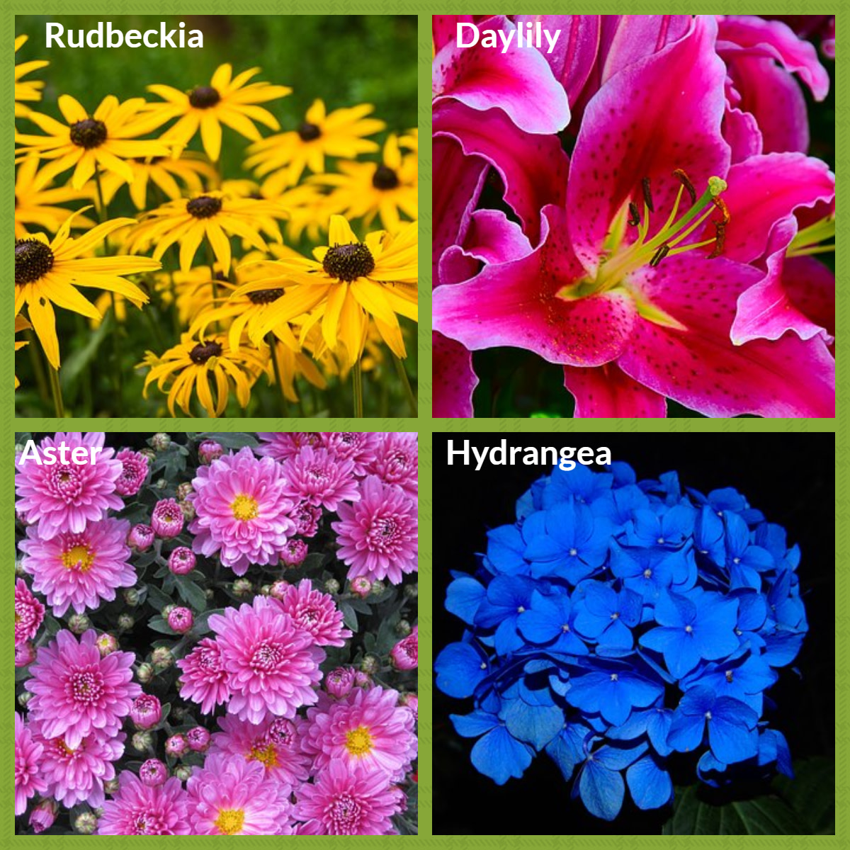 A selection of perennial plants and flowers