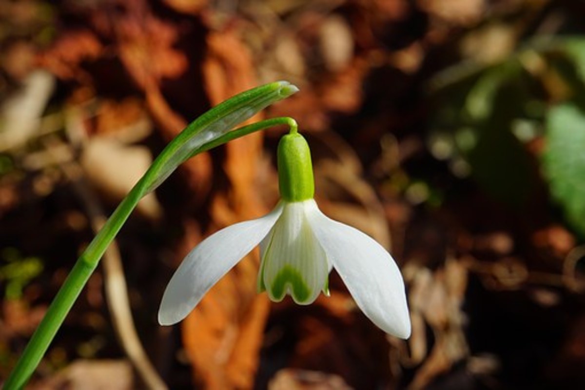 Snowdrop – example of a plant with an herbaceous stem.