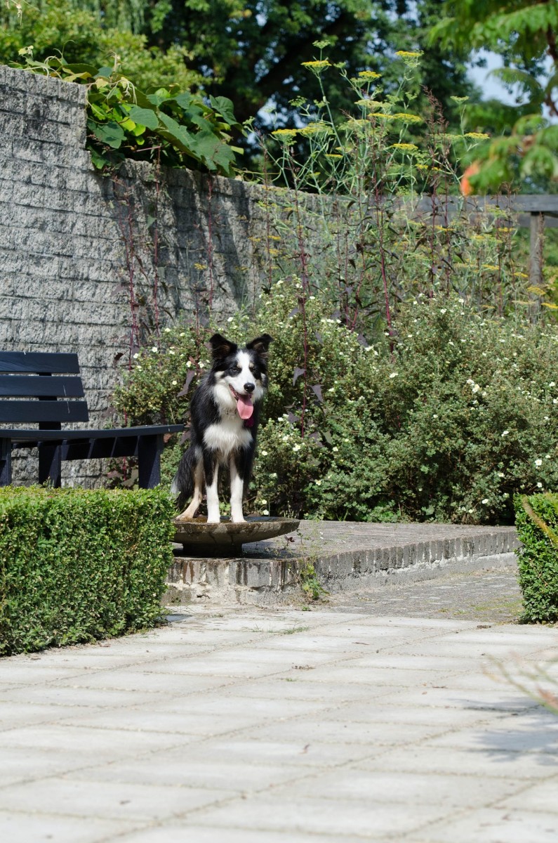 Dog in the garden