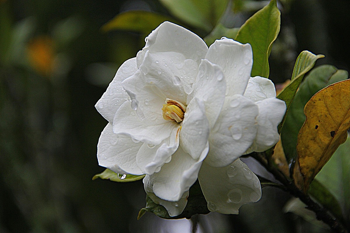 Gardenias are a beautiful addition to any garden.