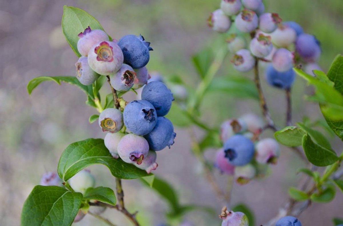Ripening blueberries go from green to purple to blue.