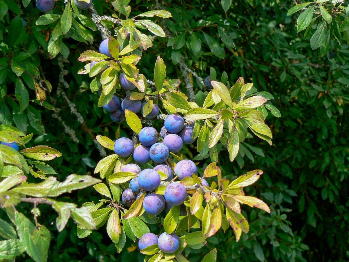 Large blueberries growing on a branch.