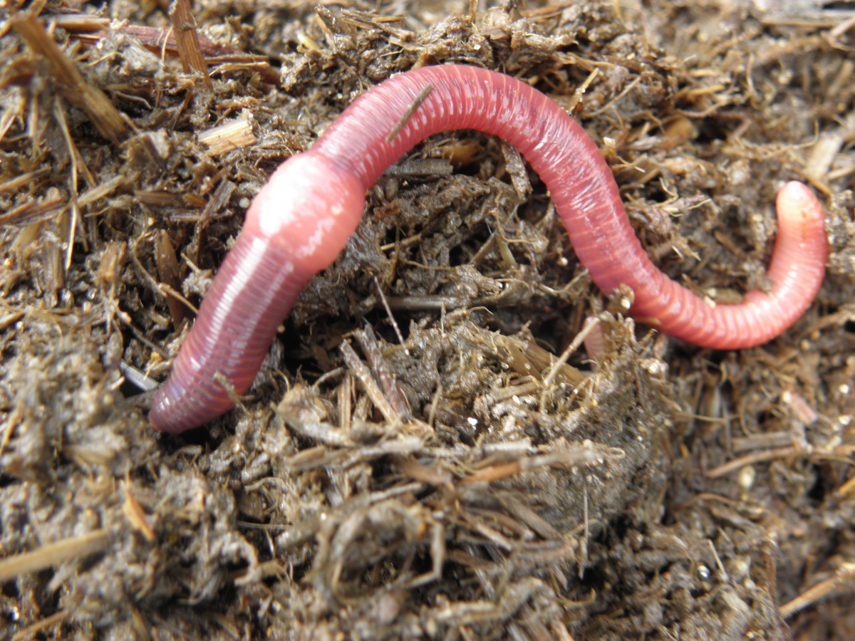 Learn how to identify the red wiggler compost worm.