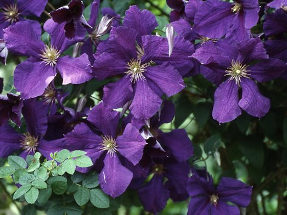 The Clematis Jackmanii is one of the most well-known varieties of clematis. It was originally raised by George Jackman & Son in 1858 and introduced to the buying public in 1863.